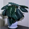 Black Velvet Alocasia Live Plant – Elephant Ear – 4-6 Inch Tall Indoor Houseplant - Image 2