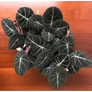 Black Velvet Alocasia Live Plant – Elephant Ear – 4-6 Inch Tall Indoor Houseplant - Image 3