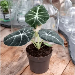 Black Velvet Alocasia Live Plant – Elephant Ear – 4-6 Inch Tall Indoor Houseplant - Image 4