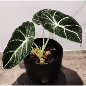 Black Velvet Alocasia Live Plant – Elephant Ear – 4-6 Inch Tall Indoor Houseplant - Image 5