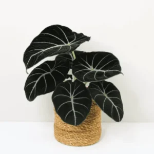 Black Velvet Alocasia Live Plant – Elephant Ear – 4-6 Inch Tall Indoor Houseplant - Image 6