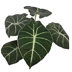Black Velvet Dwarf Alocasia Live Plant – 4 inch Pot Houseplant - Image 2