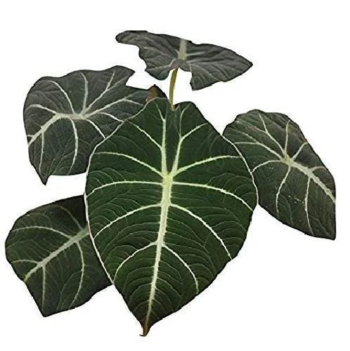 Black Velvet Dwarf Alocasia Live Plant – 4 inch Pot Houseplant - Image 2