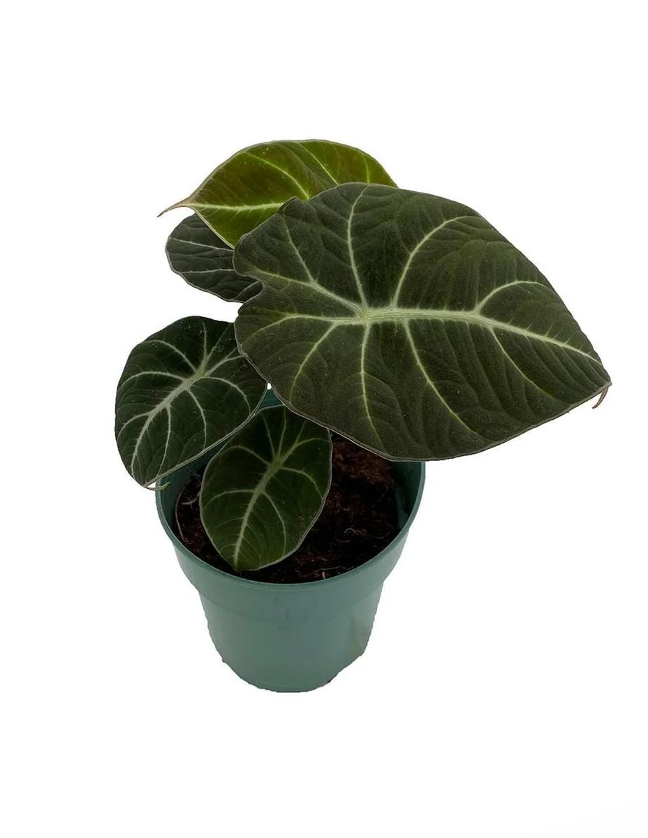 Black Velvet Dwarf Alocasia Live Plant – 4 inch Pot Houseplant - Image 1