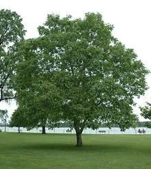 Black Walnut Tree Bare Root Plant – 18-24 inch – 2 Pack – Outdoor Shade Tree - Image 2