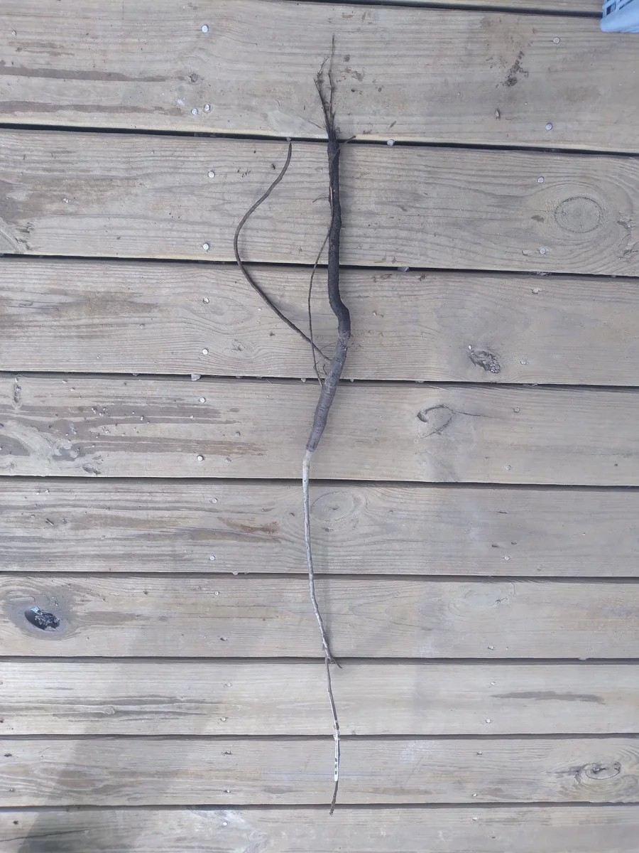 Black Walnut Tree Bare Root Plant – 18-24 inch – 2 Pack – Outdoor Shade Tree - Image 3