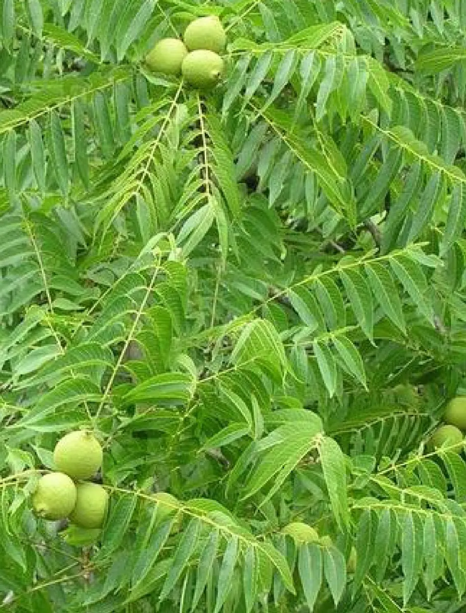 Black Walnut Tree Bare Root Plant – 18-24 inch – 2 Pack – Outdoor Shade Tree - Image 1