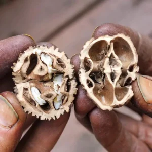 Black Walnut Tree (Juglans nigra) Live Plant – 12-18