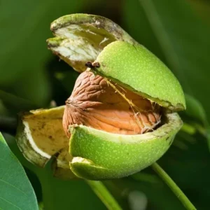 Black Walnut Tree (Juglans nigra) Live Plant – 12-18