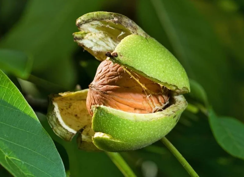 Black Walnut Tree (Juglans nigra) Live Plant – 12-18" Tall, 4-Inch Pot – Outdoor - Image 2