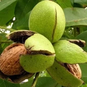 Black Walnut Tree (Juglans nigra) Live Plant – 12-18