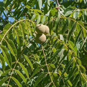 Black Walnut Tree (Juglans nigra) Live Plant – 12-18