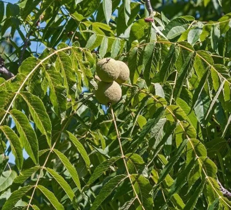 Black Walnut Tree (Juglans nigra) Live Plant – 12-18" Tall, 4-Inch Pot – Outdoor - Image 4