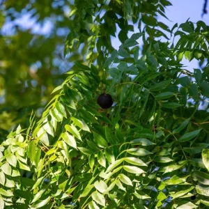 Black Walnut Tree (Juglans nigra) Live Plant – 12-18
