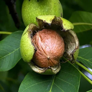 Black Walnut Tree (Juglans nigra) Live Plant – 12-18
