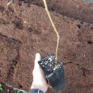 Black Walnut Tree (Juglans nigra) Live Plant – 12-18