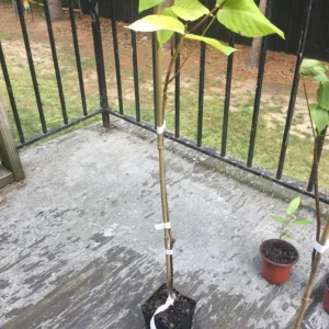 Black Walnut Tree (Juglans nigra) Live Plant – 12-18