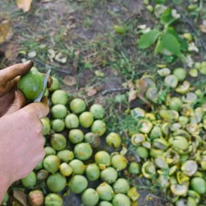 Black Walnut Tree (Juglans nigra) Live Plant – 12-18