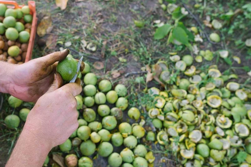 Black Walnut Tree (Juglans nigra) Live Plant – 12-18" Tall, 4-Inch Pot – Outdoor - Image 8