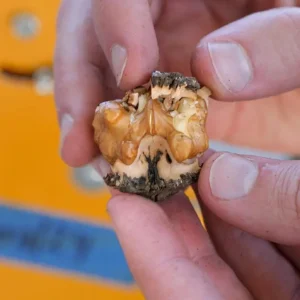 Black Walnut Tree (Juglans nigra) Live Plant – 12-18