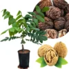 Black Walnut Tree Live Plant - 1 Year Old, 6-12" Tall, 4" Pot, Cold Hardy - Image 1