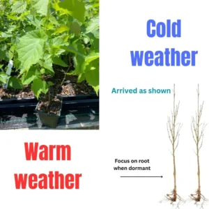 Black Walnut Tree Live Plant - 1 Year Old, 6-12