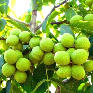 Black Walnut Tree Live Plant - 1 Year Old, 6-12