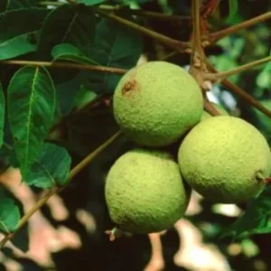 Black Walnut Tree Live Plant - 1 Year Old, 6-12