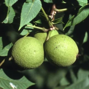 Black Walnut Tree Live Plant - 1 Year Old, 6-12