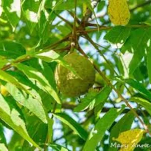 Black Walnut Tree Live Plant - Juglans nigra - 12-24in Tall Bare Root - Outdoor - Image 1