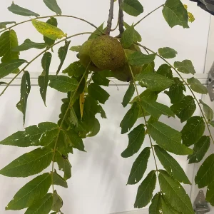 Black Walnut Tree Seeds - Fresh Juglans nigra for Planting - Image 2