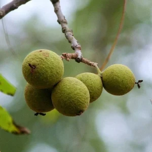 Black Walnut Tree Seeds - Fresh Juglans nigra for Planting - Image 1
