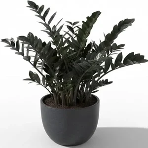 Black ZZ Plant Live Tropical Houseplant, 3 Inch Pot, Low Maintenance - Image 2