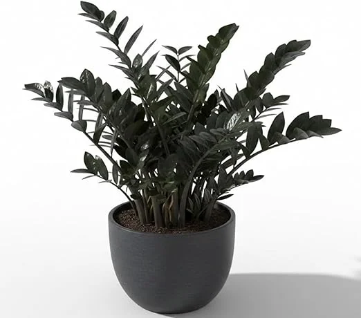 Black ZZ Plant Live Tropical Houseplant, 3 Inch Pot, Low Maintenance - Image 2