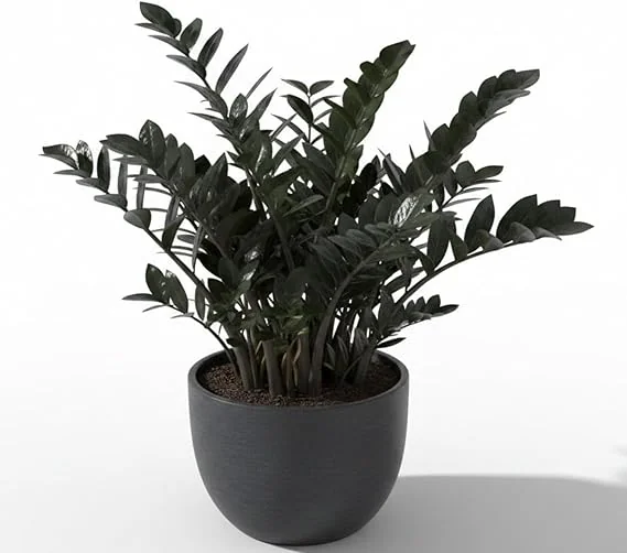 Black ZZ Plant Live Tropical Houseplant, 3 Inch Pot, Low Maintenance - Image 3