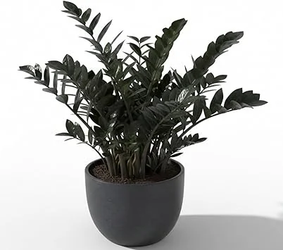 Black ZZ Plant Live Tropical Houseplant, 3 Inch Pot, Low Maintenance - Image 4