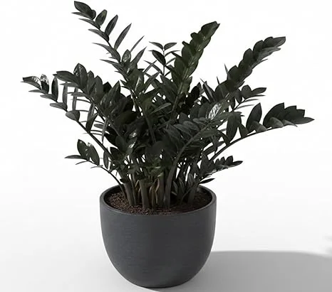 Black ZZ Plant Live Tropical Houseplant, 3 Inch Pot, Low Maintenance - Image 5