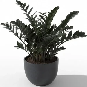 Black ZZ Plant Live Tropical Houseplant, 3 Inch Pot, Low Maintenance - Image 6