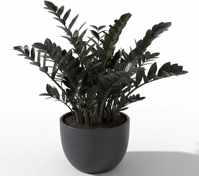 Black ZZ Plant Live Tropical Houseplant, 3 Inch Pot, Low Maintenance - Image 6