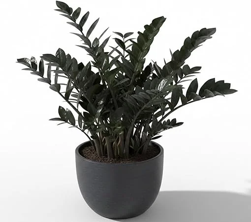 Black ZZ Plant Live Tropical Houseplant, 3 Inch Pot, Low Maintenance - Image 7