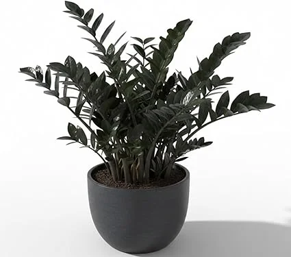Black ZZ Plant Live Tropical Houseplant, 3 Inch Pot, Low Maintenance - Image 1