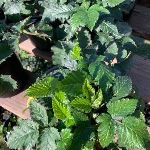 Blackberry Prime Ark Freedom Live Plant - Thornless, 1 Gallon Pot, Outdoor - Image 2