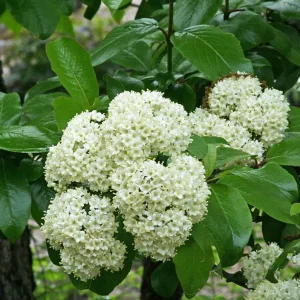 Blackhaw Viburnum Live Plant – 6-12