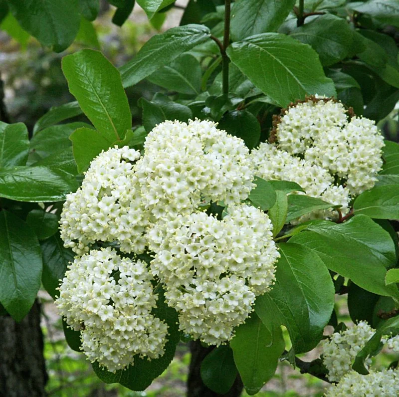 Blackhaw Viburnum Live Plant – 6-12" Tall Seedling – 4" Pot – Outdoor Shrub - Image 10