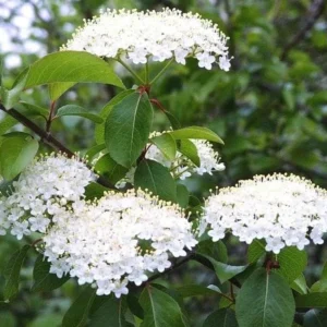 Blackhaw Viburnum Live Plant – 6-12" Tall Seedling – 4" Pot – Outdoor Shrub - Image 1