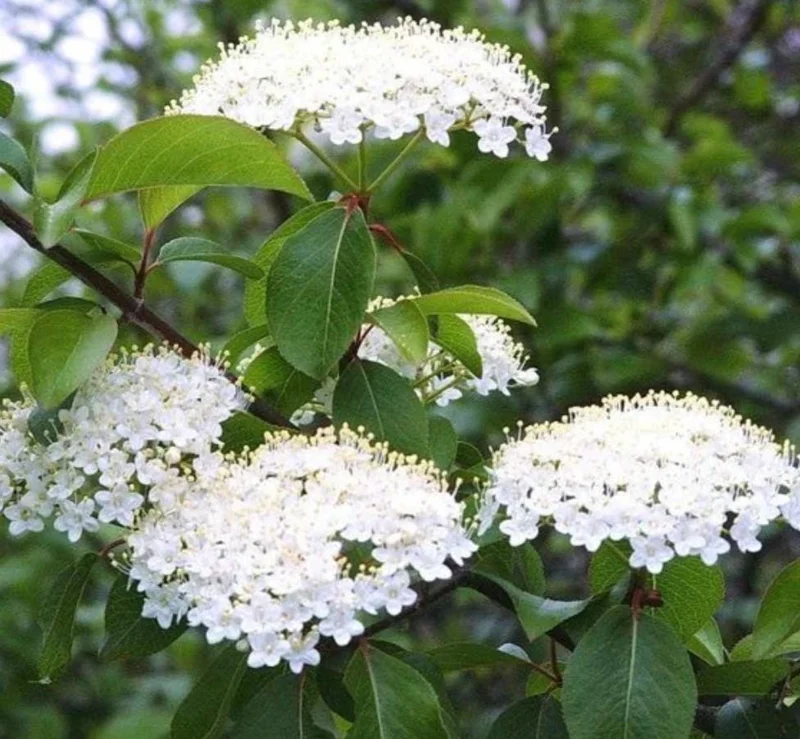 Blackhaw Viburnum Live Plant – 6-12" Tall Seedling – 4" Pot – Outdoor Shrub - Image 1