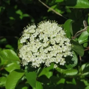 Blackhaw Viburnum Live Plant – 6-12" Tall Seedling – 4" Pot – Outdoor Shrub - Image 2