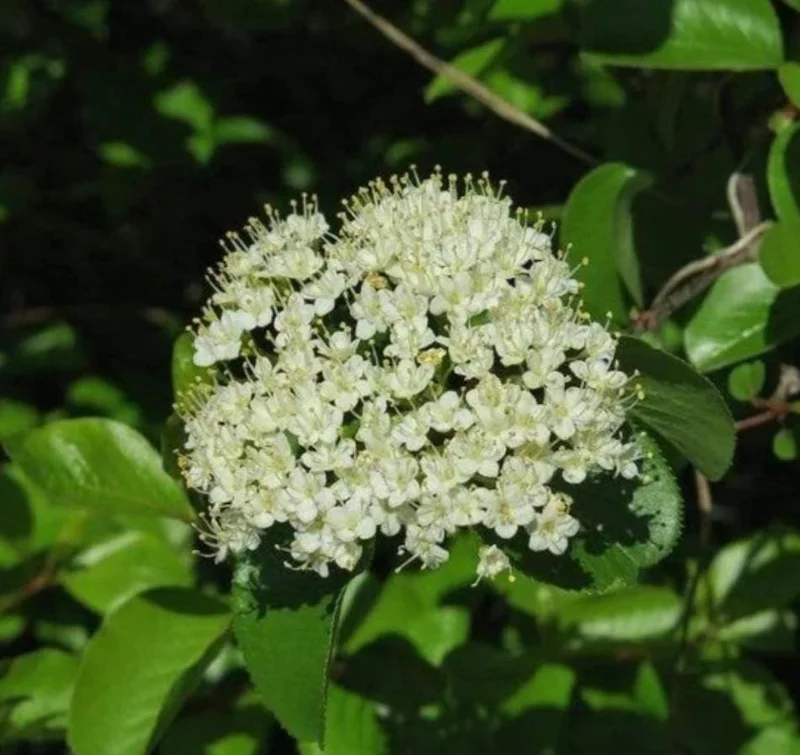 Blackhaw Viburnum Live Plant – 6-12" Tall Seedling – 4" Pot – Outdoor Shrub - Image 2