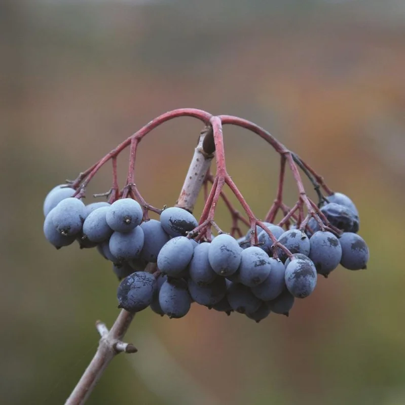 Blackhaw Viburnum Live Plant – 6-12" Tall Seedling – 4" Pot – Outdoor Shrub - Image 5