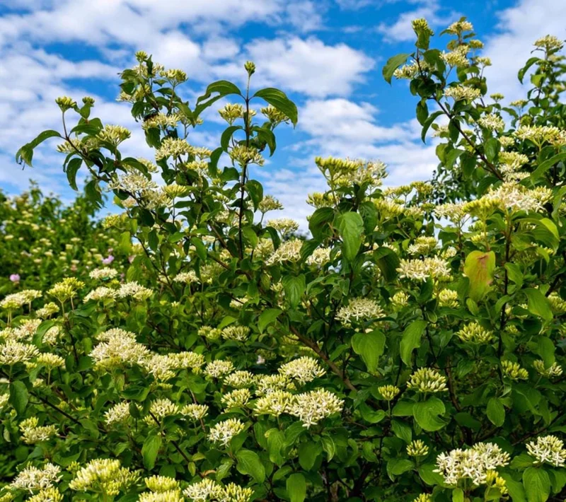 Blackhaw Viburnum Live Plant – 6-12" Tall Seedling – 4" Pot – Outdoor Shrub - Image 6